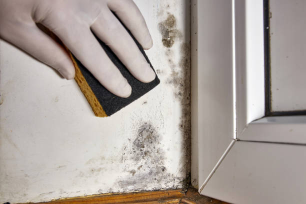 Best Comprehensive Air Testing for Mold Contaminants  in Houserville, PA